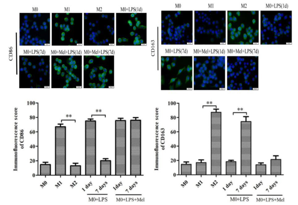 疾病研究“金标准”:一文囊括经典动物/细胞造模解决方案