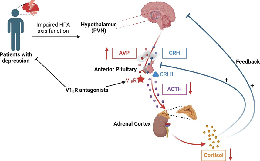 探索V1B受体：压力与情绪调节的关键角色
