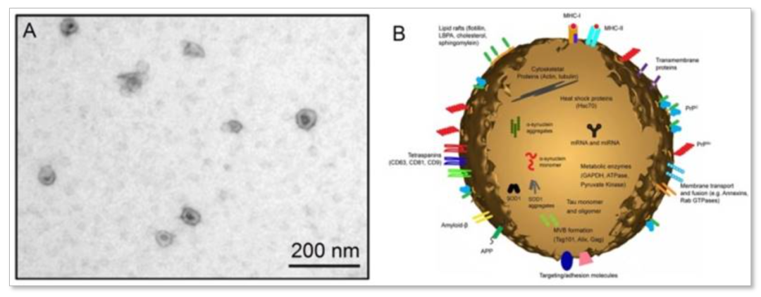重磅 I 青莲MagicOmics EMC细胞外囊泡纯化效率再升级
