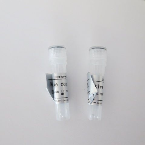 有丝分裂检验点蛋白BubR1抗体