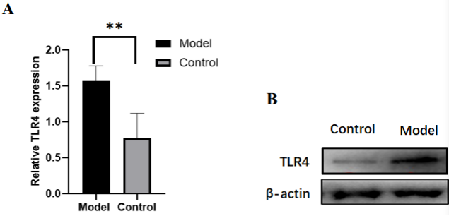 疾病研究“金标准”:一文囊括经典动物/细胞造模解决方案