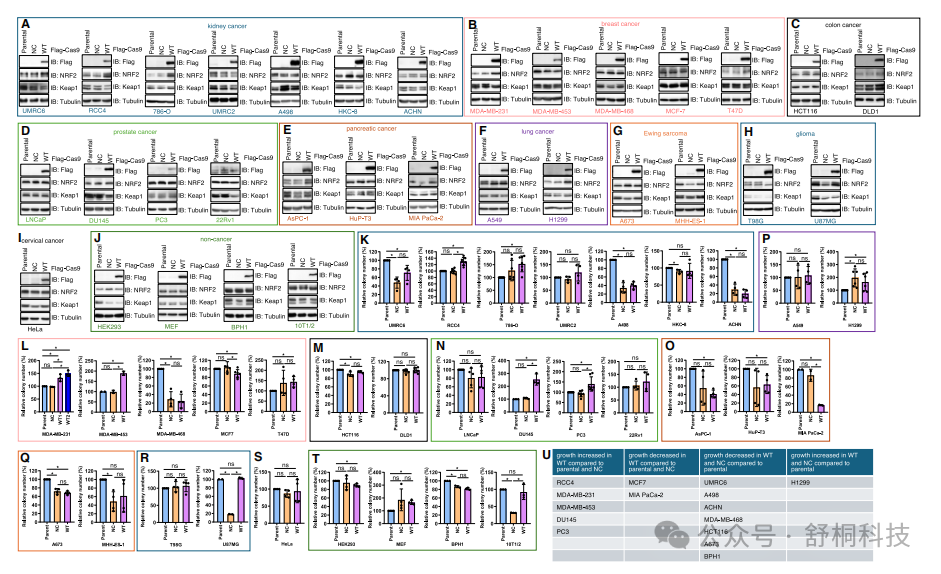 Nucleic Acids Research | Cas9的“分子胶水”效应:通过激活核糖体-mTORC2通路调控细胞生长