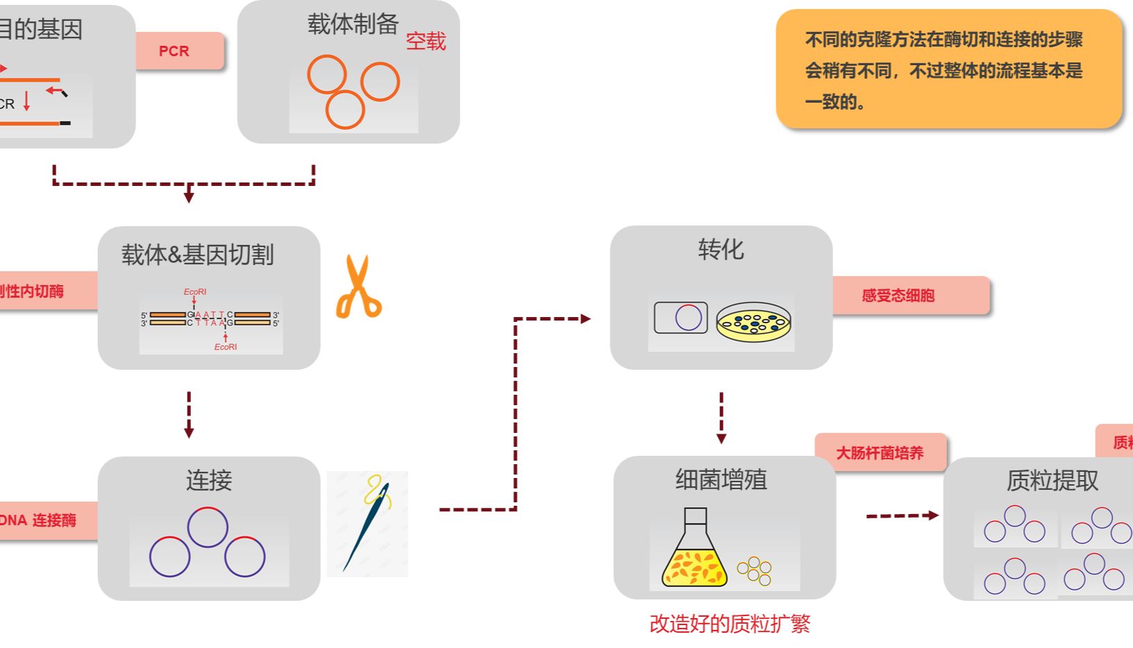 分子克隆：探索基因世界的“复制粘贴”术