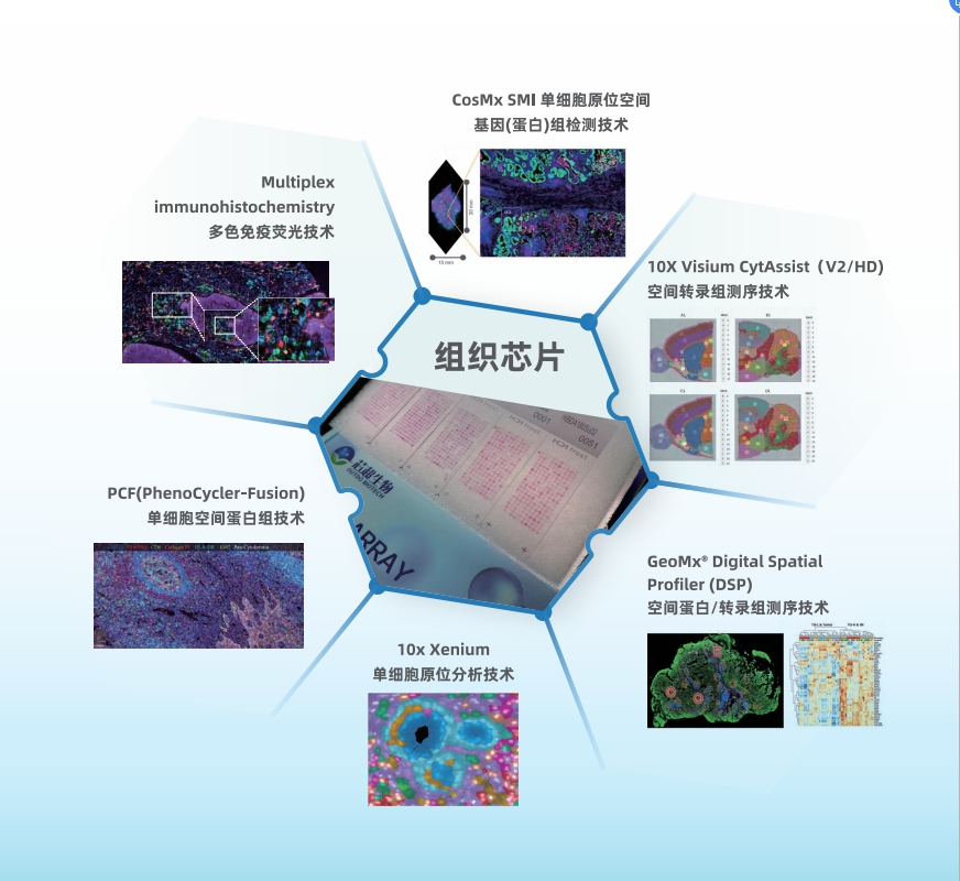PCF固定Panel立减2万起-小鼠样本肿瘤免疫