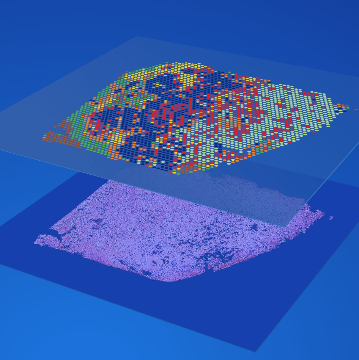 Visium 空间转录组学服务