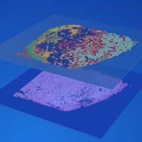 Visium 空间转录组学服务