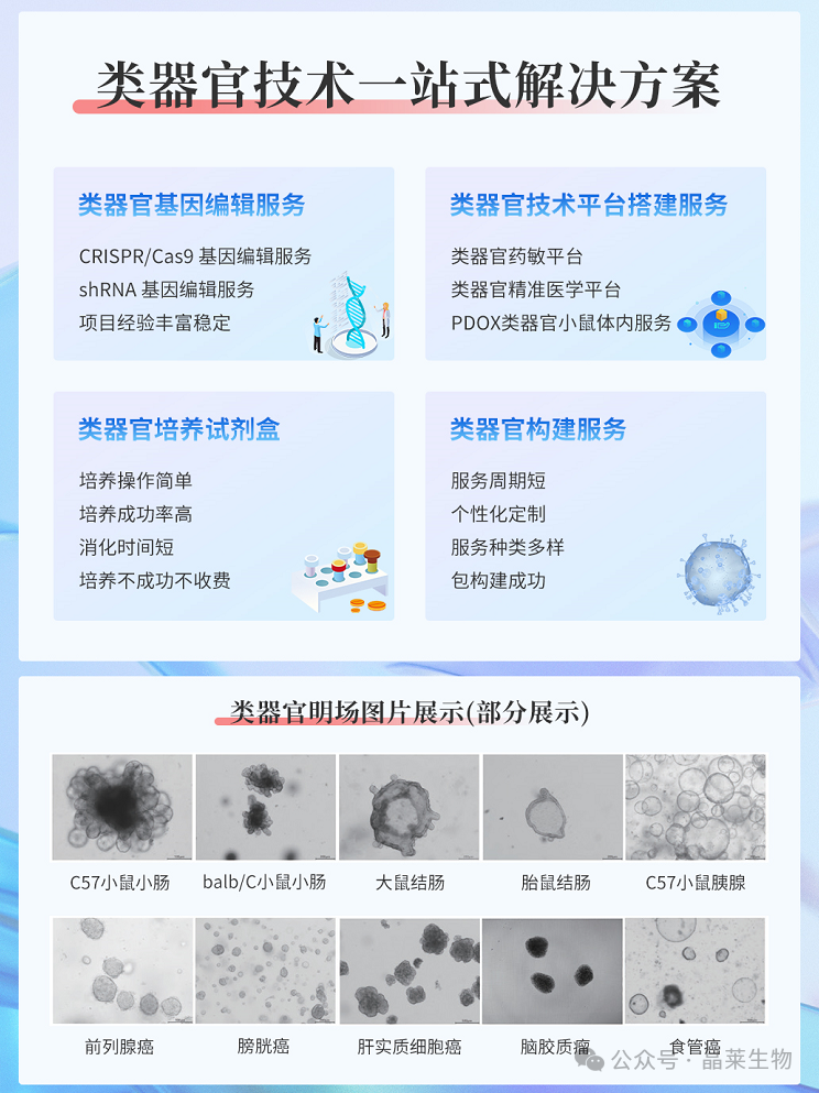 国内首家非IPSC来源脑类器官上新及脑类器官应用