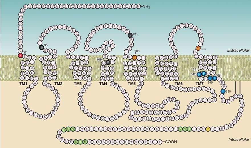 探索V1B受体：压力与情绪调节的关键角色