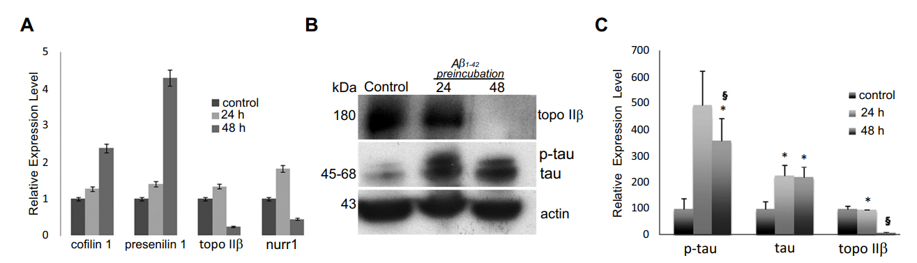 疾病研究“金标准”:一文囊括经典动物/细胞造模解决方案