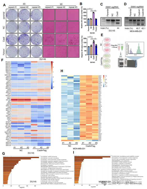 Nucleic Acids Research | Cas9的“分子胶水”效应:通过激活核糖体-mTORC2通路调控细胞生长