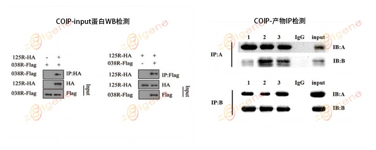 Coip Method CoIP 实验技术:捕获蛋白质间互作的 “免疫搭档猎手” - 企业动态 - 丁香通