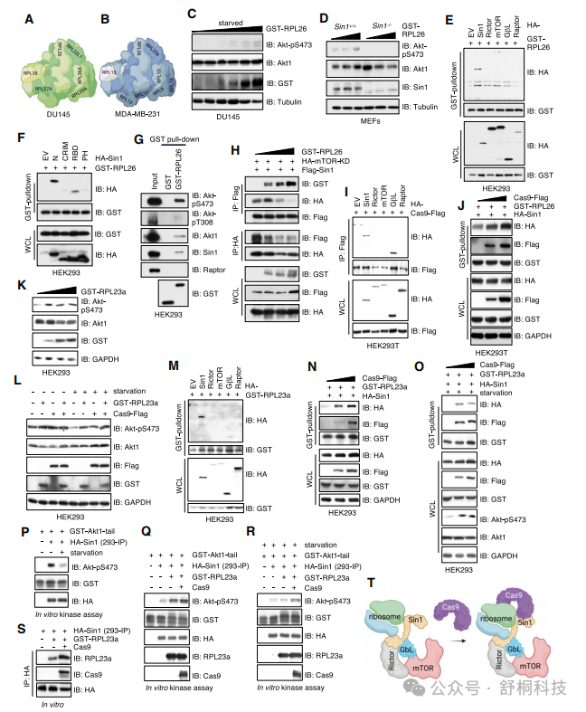 Nucleic Acids Research | Cas9的“分子胶水”效应:通过激活核糖体-mTORC2通路调控细胞生长