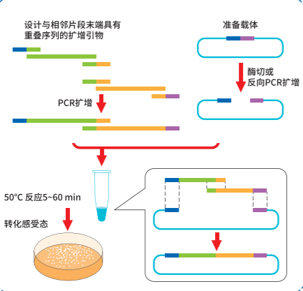 分子克隆:探索基因世界的“复制粘贴”术