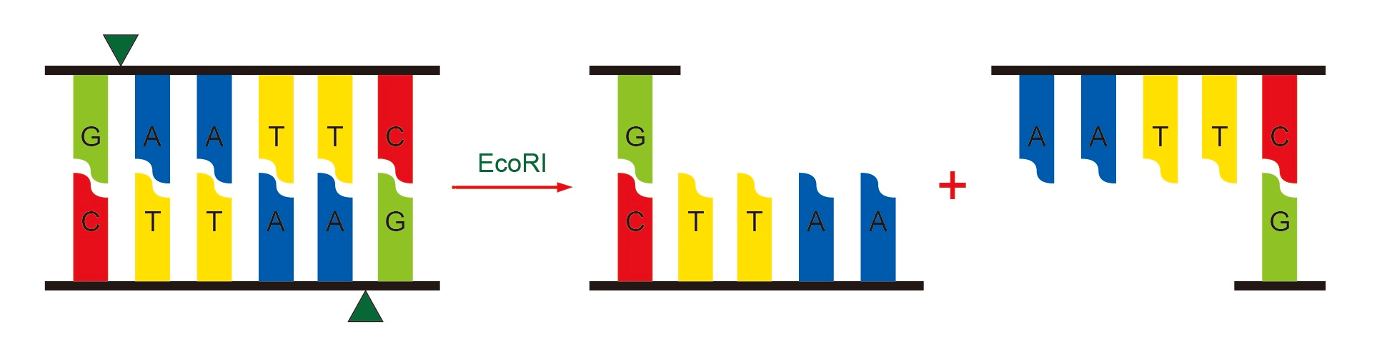 分子克隆:探索基因世界的“复制粘贴”术