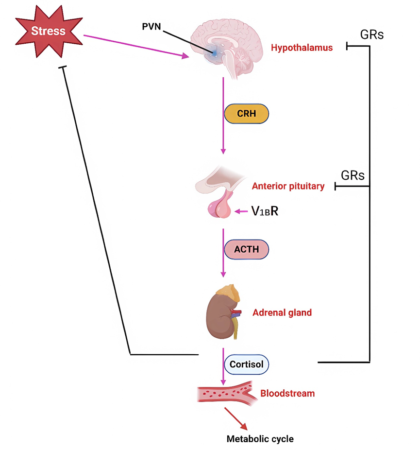 探索V1B受体：压力与情绪调节的关键角色