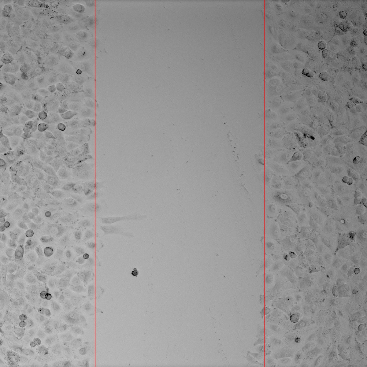 细胞功能/细胞划痕实验