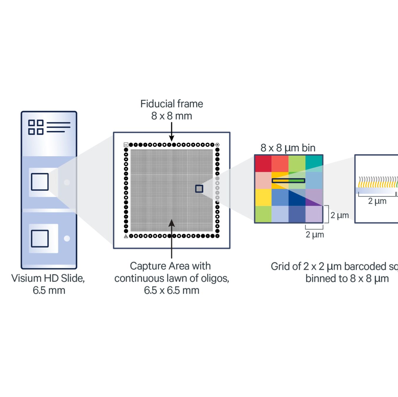 Visium HD 高分辨率空间转录组