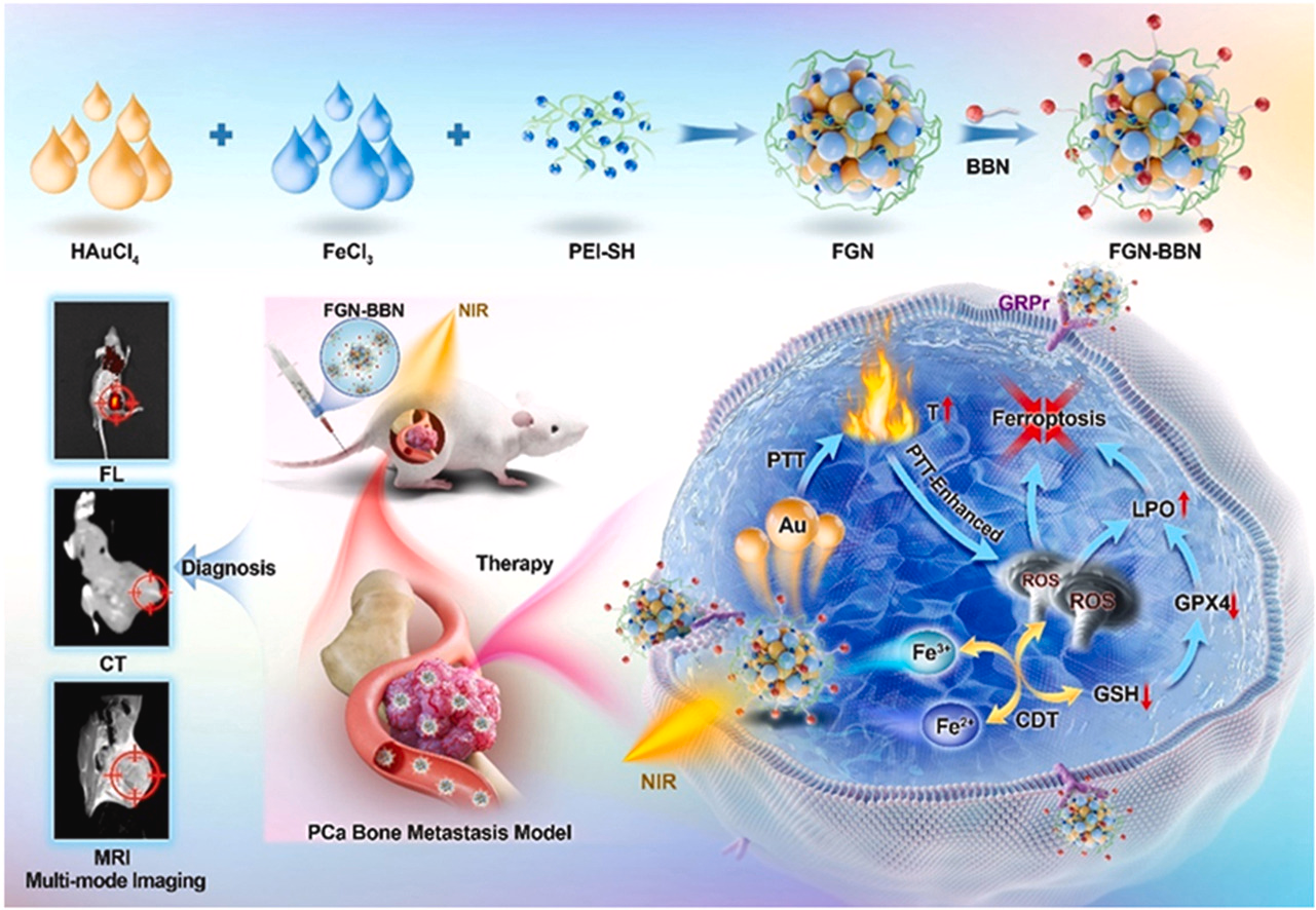 BMG LABTECH多功能酶标仪文献分享,吉林大学跟澳洲昆士兰大学研究团队发表在Materials Today Bio 上Multifunctional nanoplatform as nano-inducer of ferroptosis for targeted recognition and imaging-guided therapy of metastatic prostate can