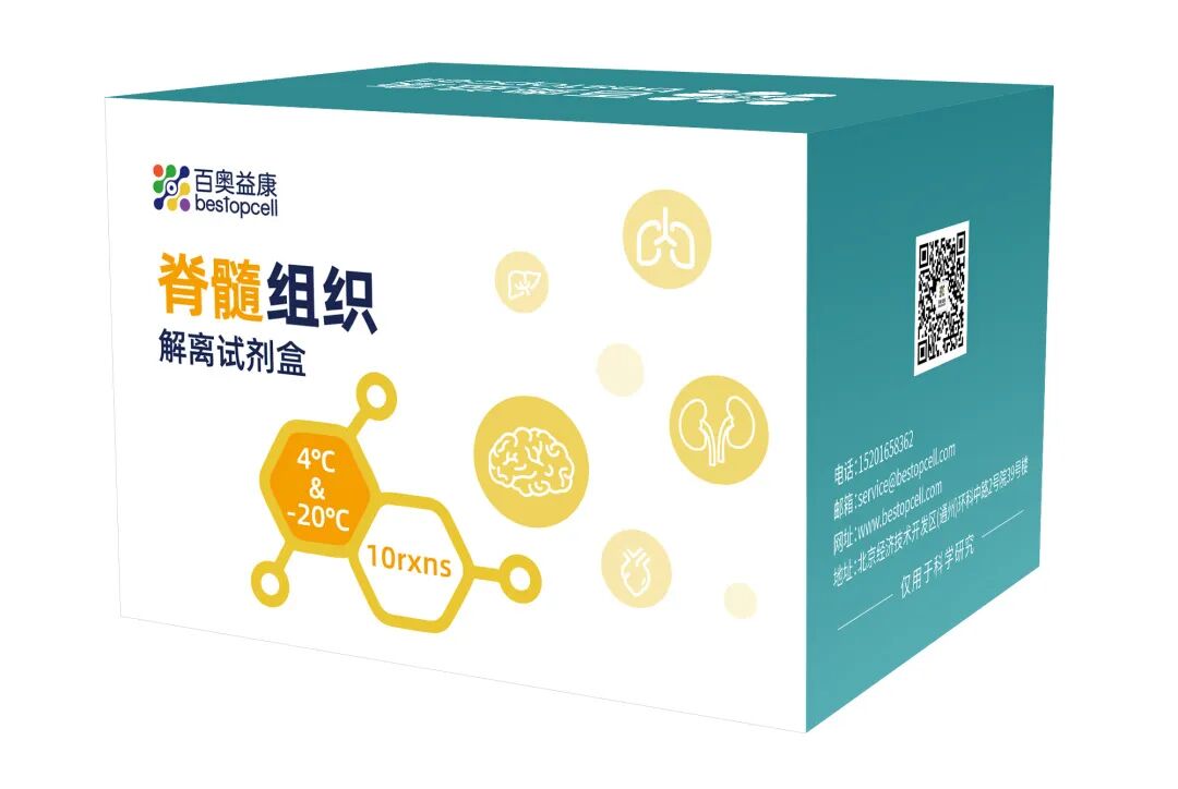 实验秘诀 | 百奥益康 BA3334 试剂盒让脊髓单细胞制备更省心