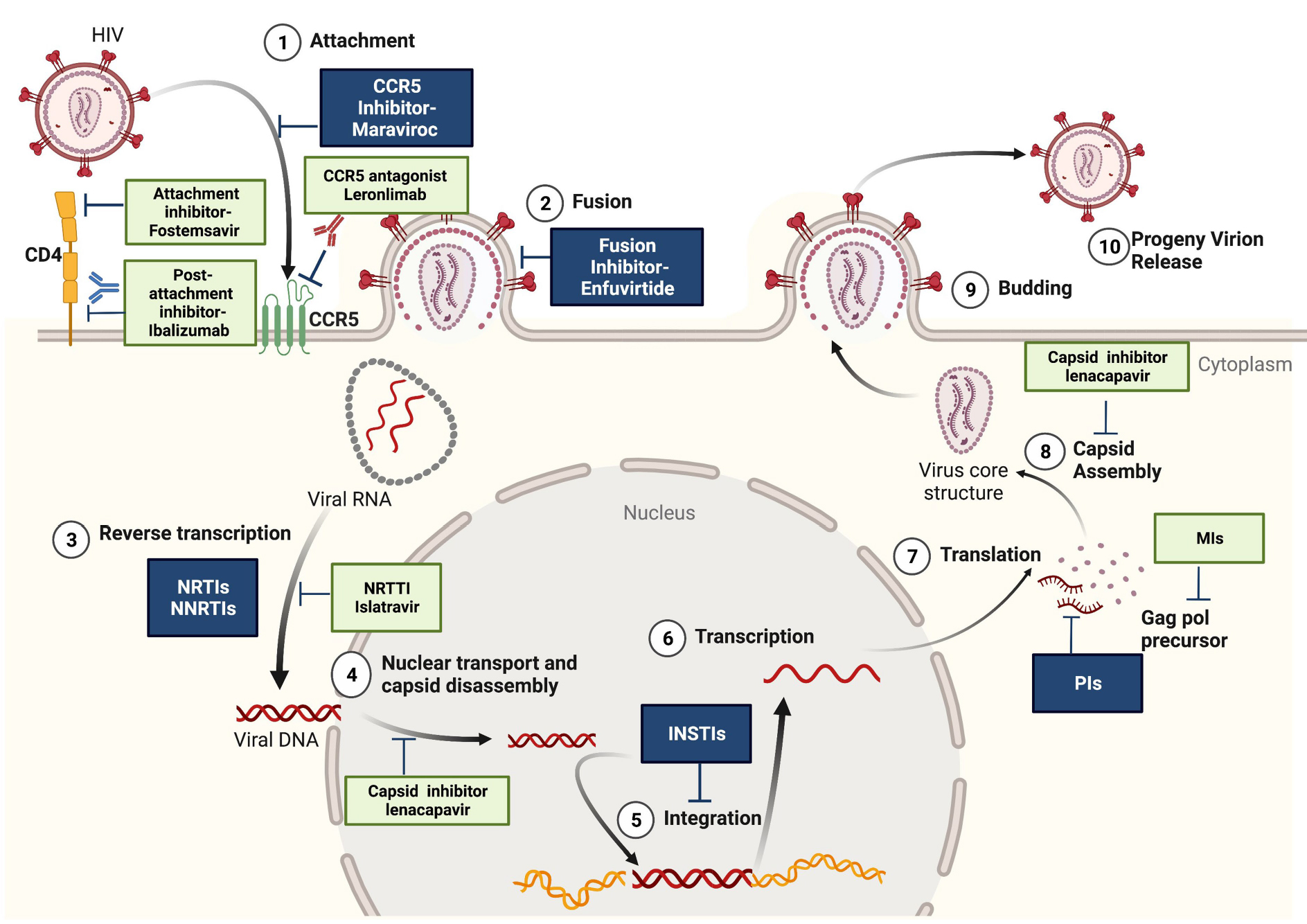 以病毒生命周期为核心，抗病毒药物开发面临的挑战与策略