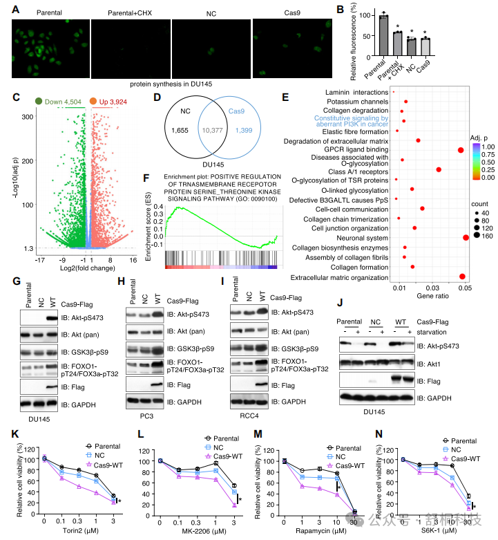 Nucleic Acids Research | Cas9的“分子胶水”效应:通过激活核糖体-mTORC2通路调控细胞生长