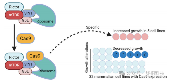 Nucleic Acids Research | Cas9的“分子胶水”效应:通过激活核糖体-mTORC2通路调控细胞生长