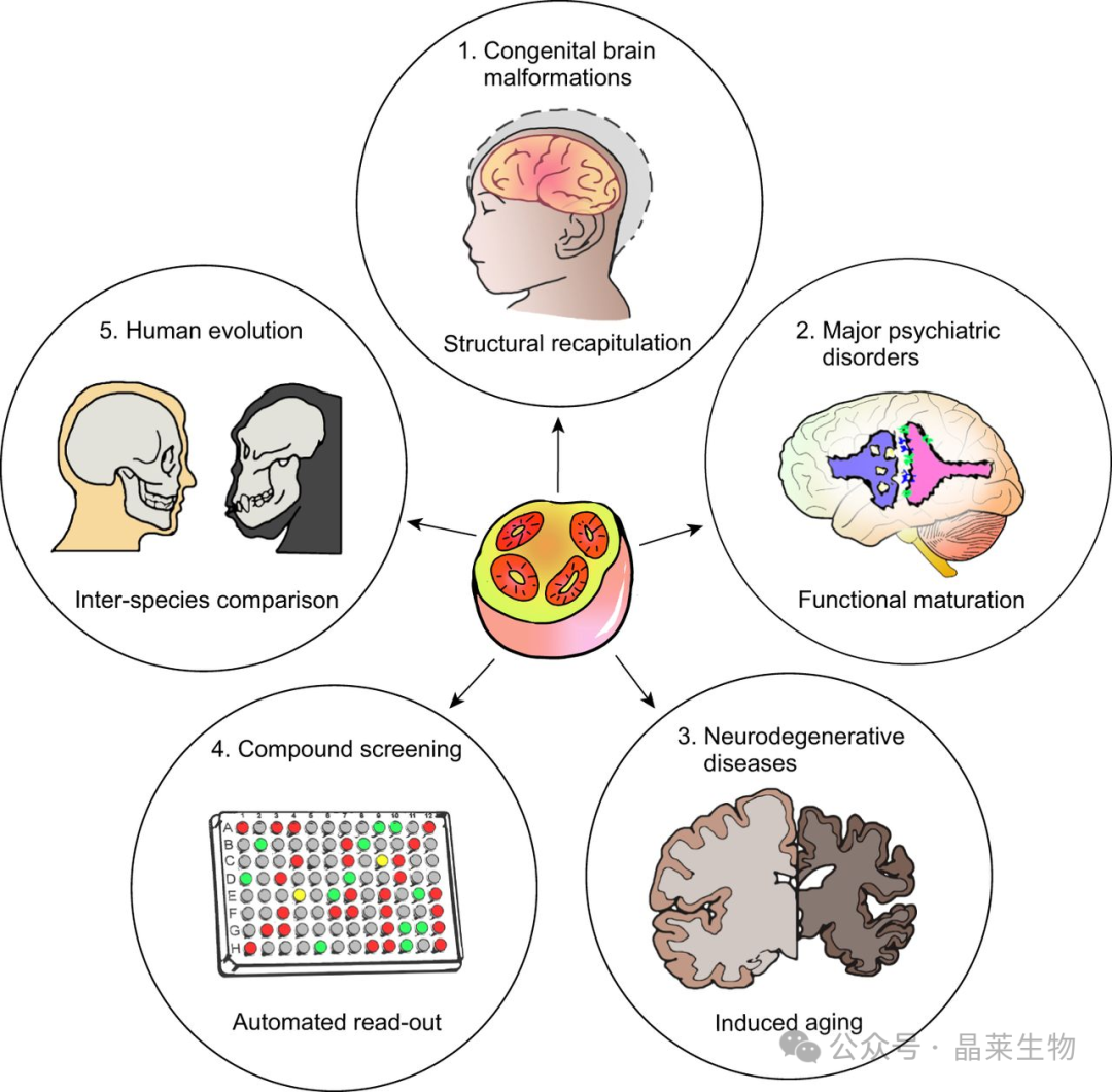国内首家非IPSC来源脑类器官上新及脑类器官应用
