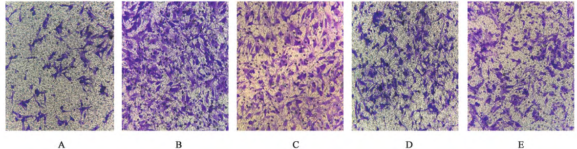 疾病研究“金标准”:一文囊括经典动物/细胞造模解决方案
