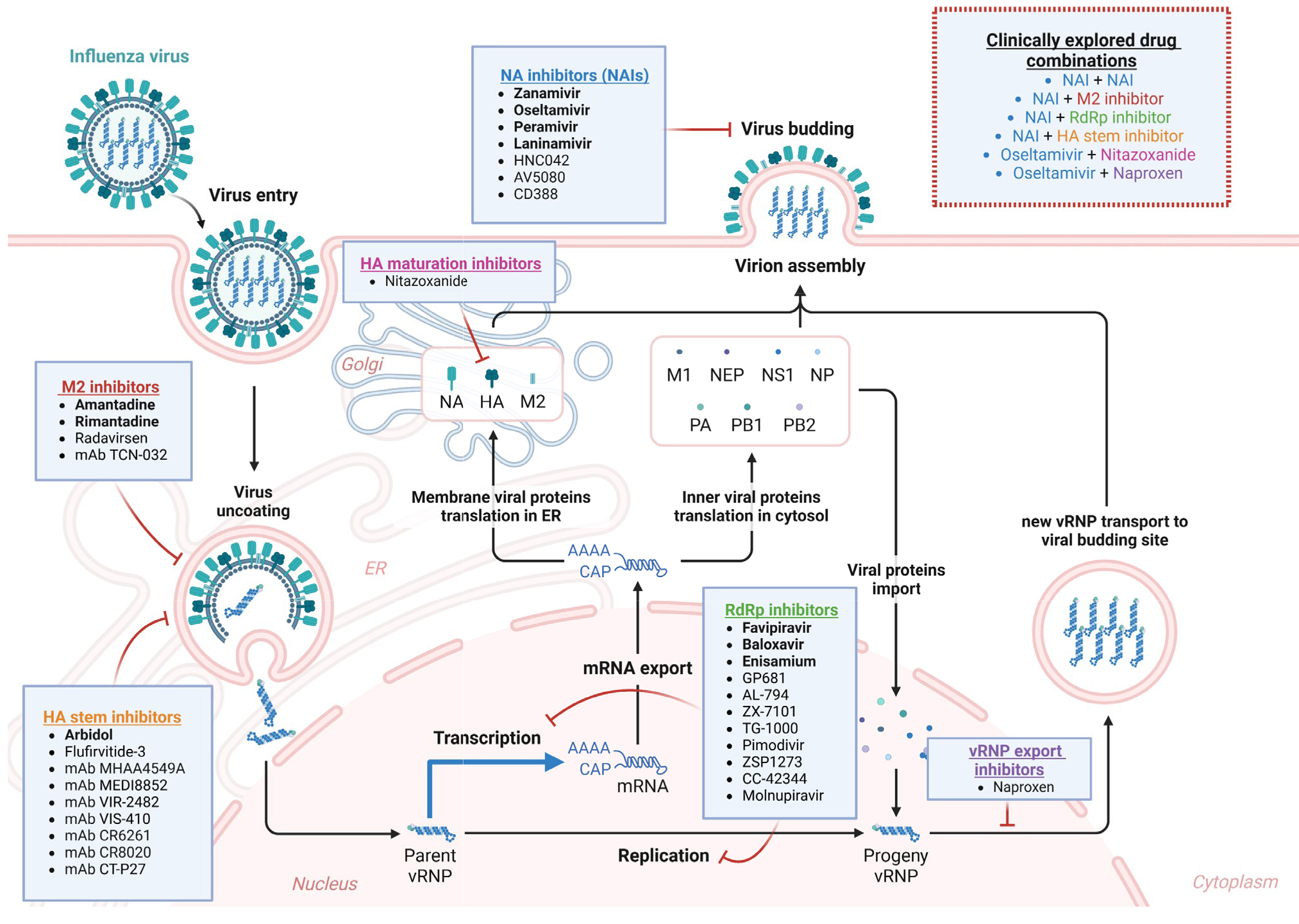 以病毒生命周期为核心，抗病毒药物开发面临的挑战与策略