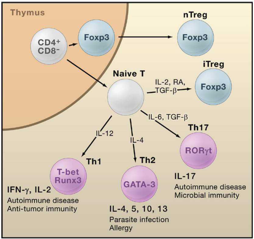同立海源CGT领域GMP级原料试剂,赋能Treg疗法提速提纯提可控性!