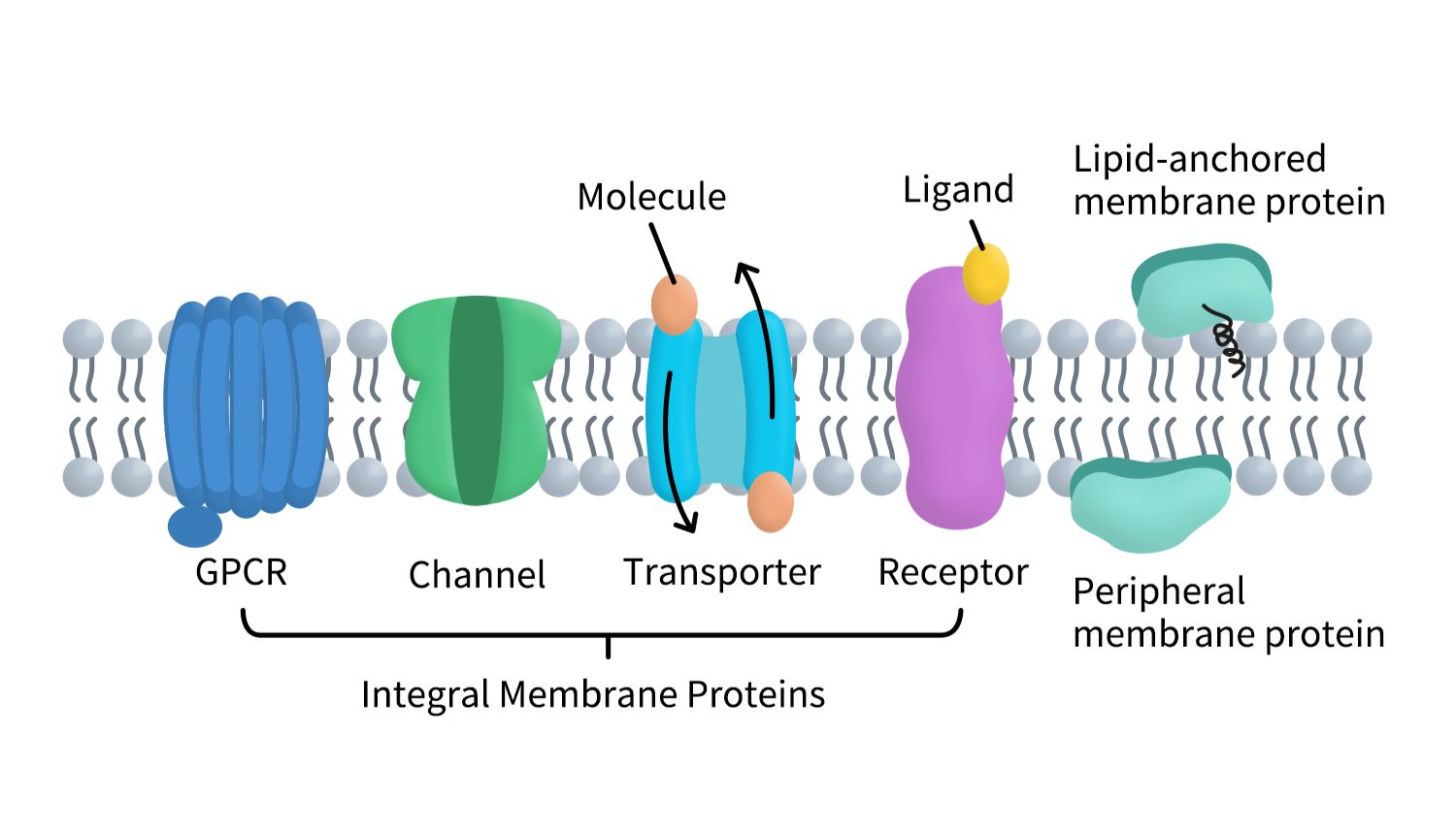 膜蛋白研究与生产：探索生命之门的关键
