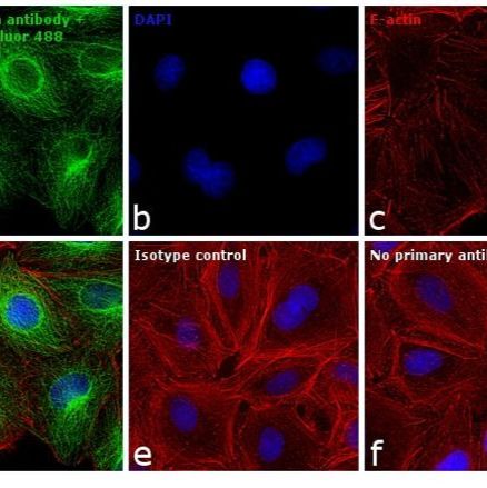 Invitrogen A11006  ALEXA FLUOR 488 GOAT A 1 MG抗体