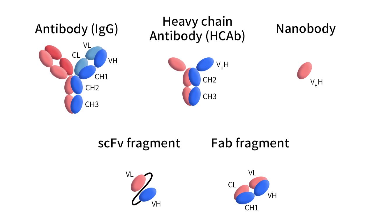 纳米抗体正在改变生物药开发，这些应用场景你必须知道