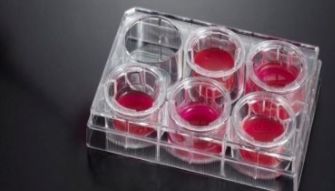 细胞培养污染鉴定与应对措施