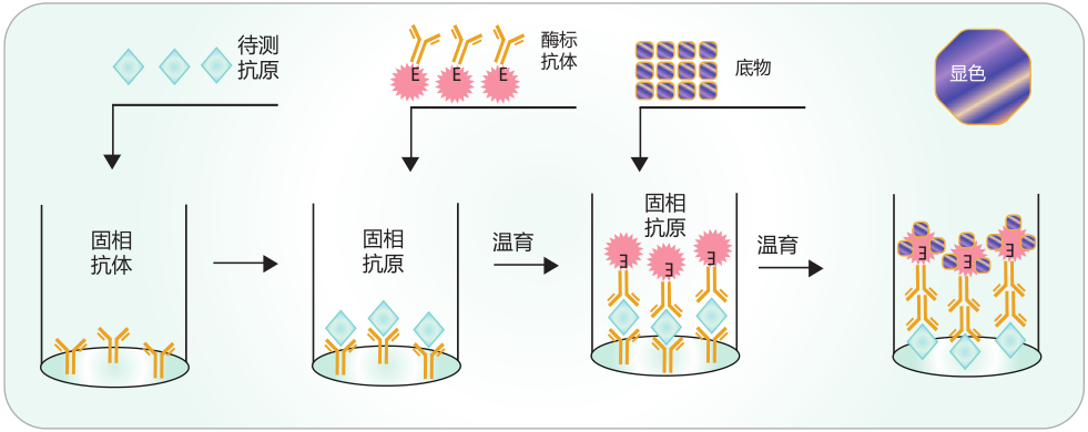 一文读懂ELISA：让检测So Easy!