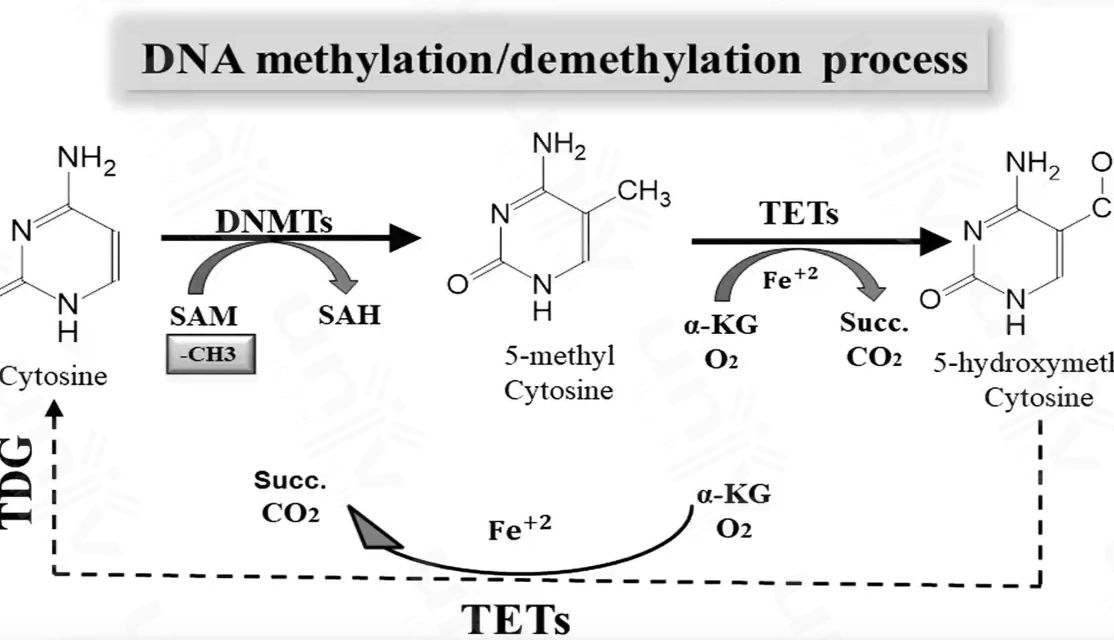 国自然：DNA甲基化研究流程解析与方案设计
