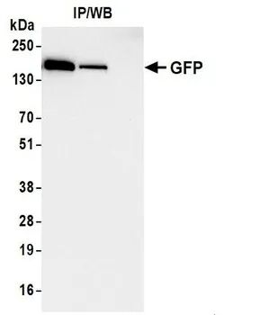 Rabbit anti-GFP Recombinant Monoclonal Antibody