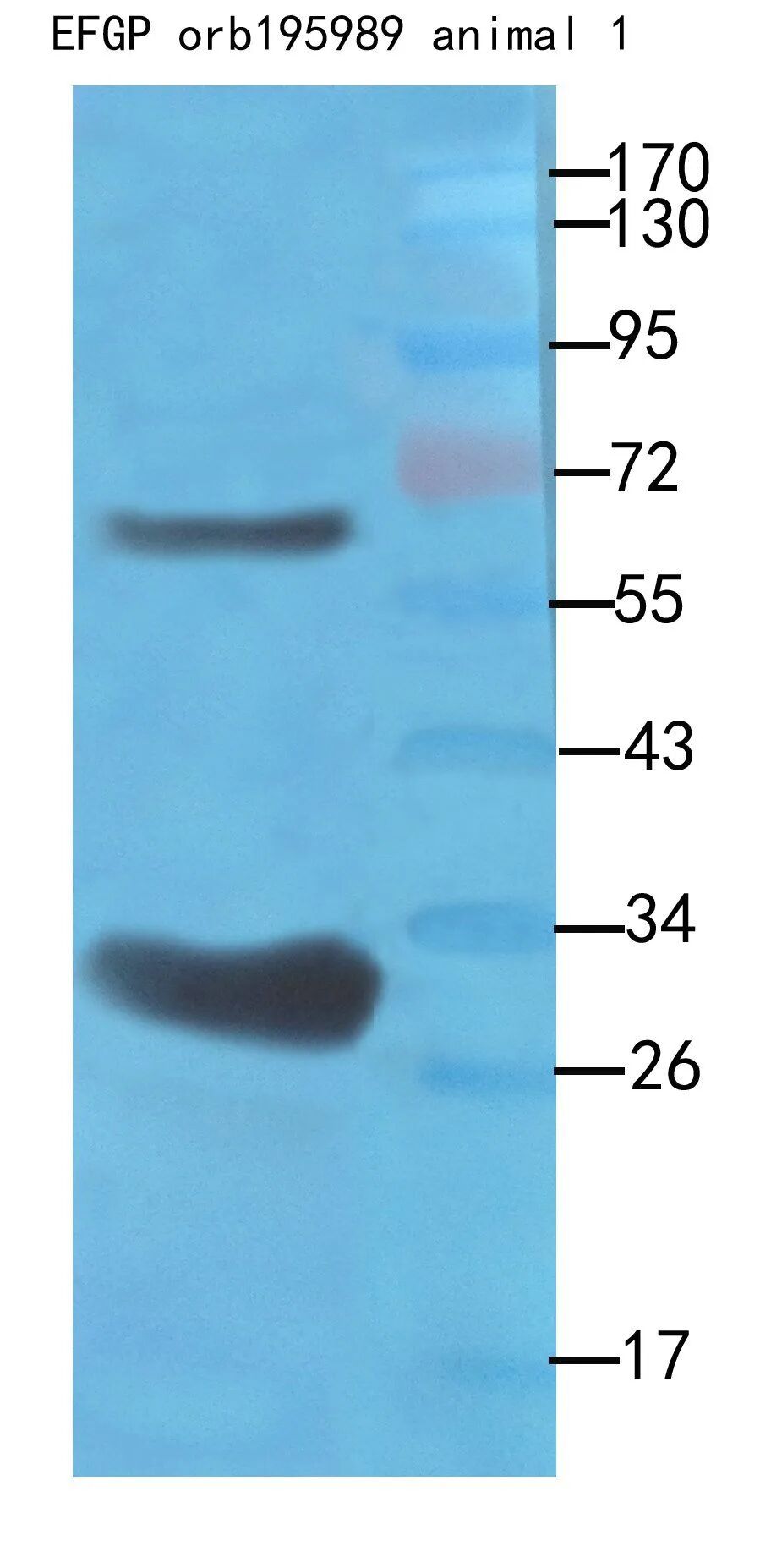 EGFP antibody