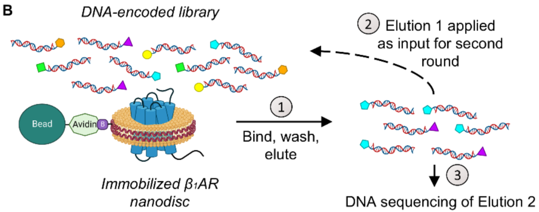 科技前沿 | OpenDEL®筛选新突破:诺奖团队发现心脏病治疗潜在新机制