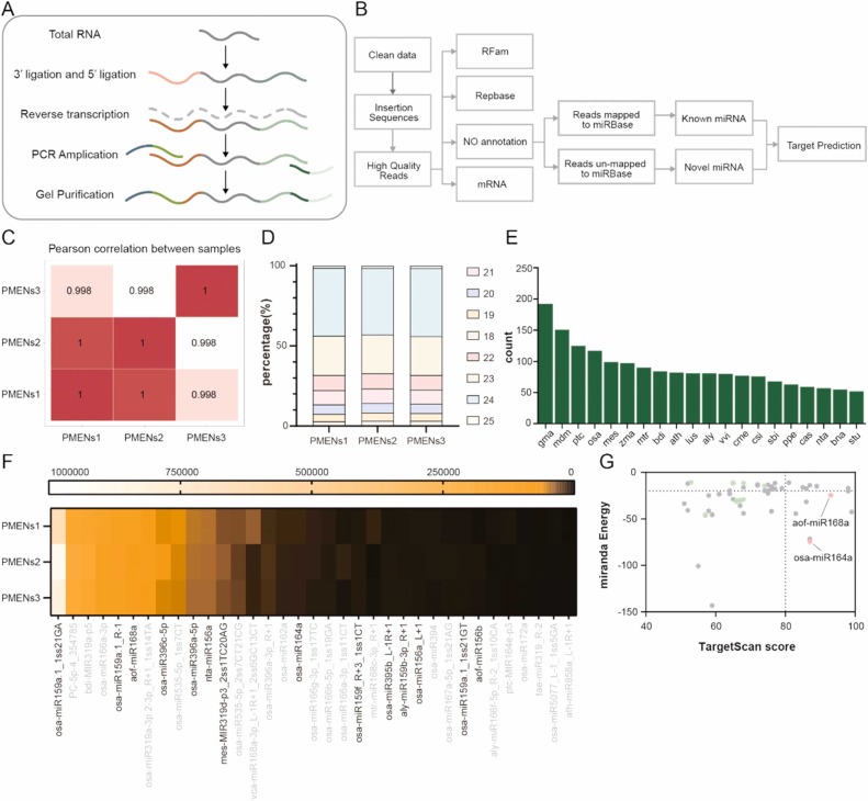 外泌体miRNA测序