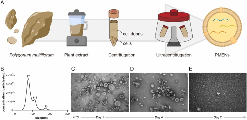 植物外泌体提取鉴定