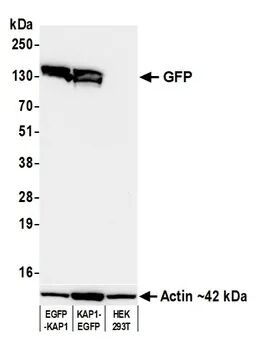 Rabbit anti-GFP Recombinant Monoclonal Antibody