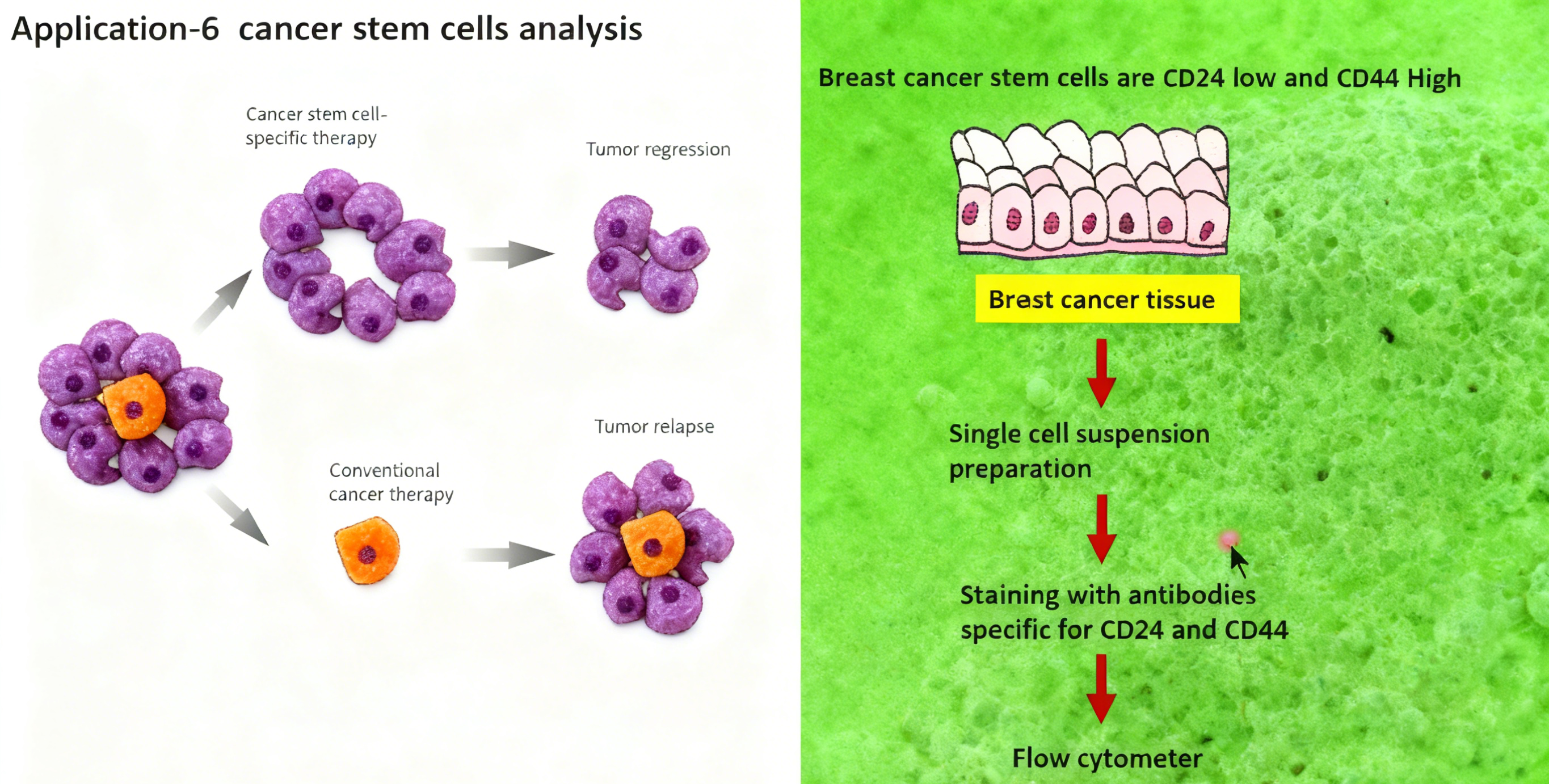 流式细胞术数据处理软件：核心功能、技术演进与选型考量
