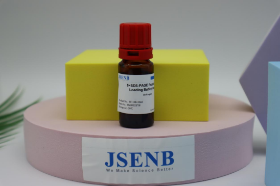 5×蛋白上样缓冲液（无气味） 使用手册