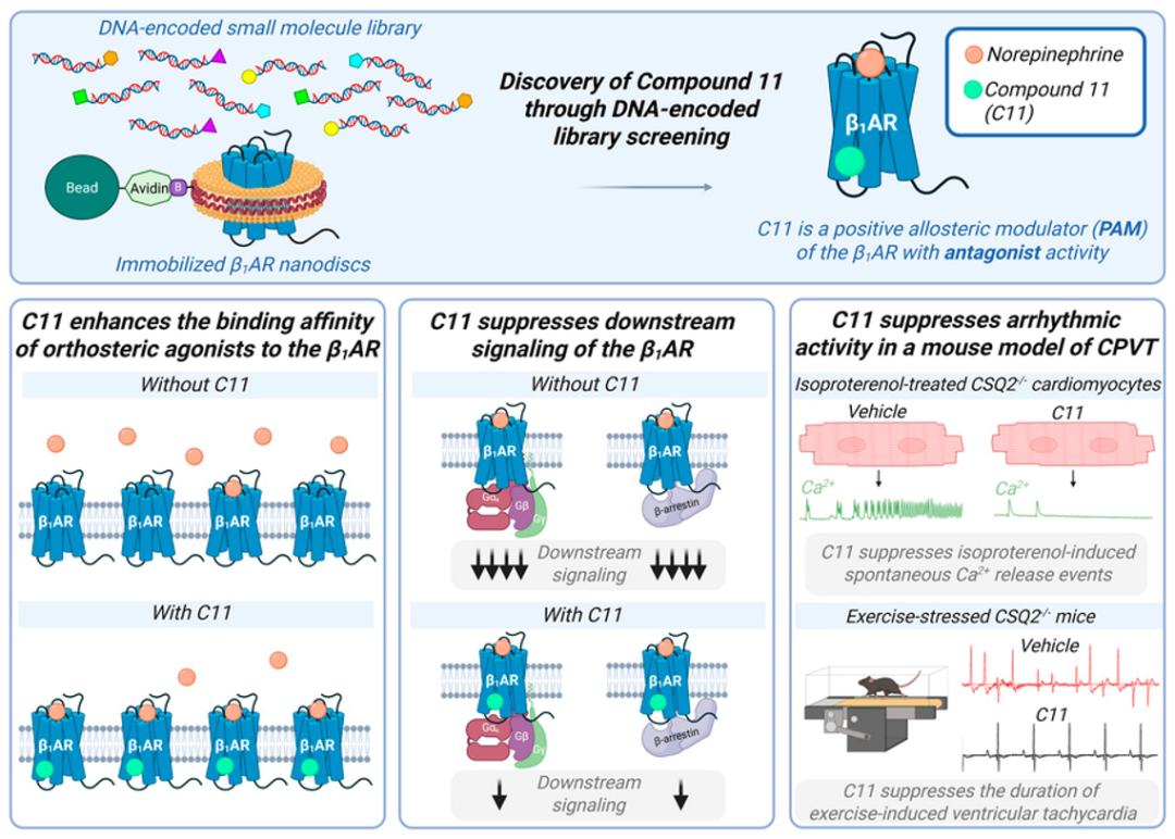 科技前沿 | OpenDEL®筛选新突破:诺奖团队发现心脏病治疗潜在新机制