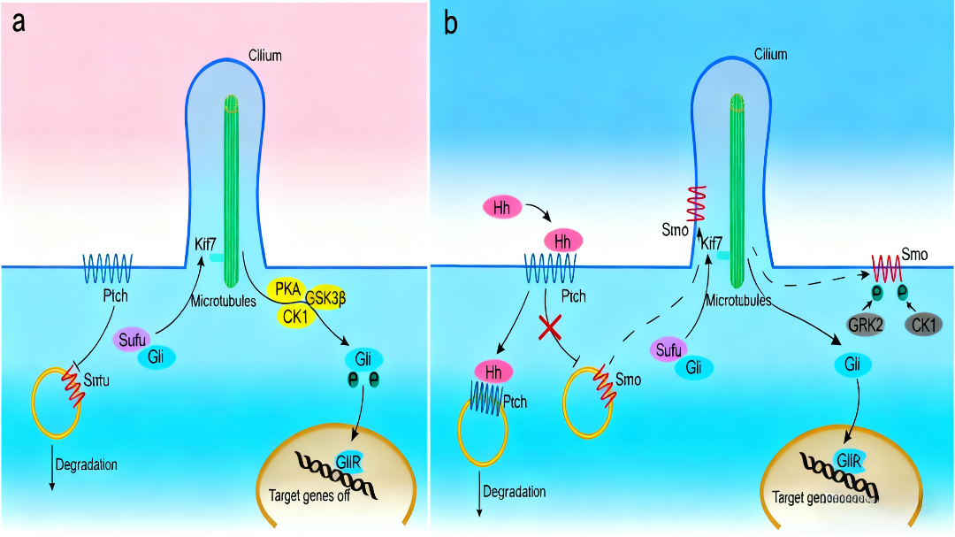 Hedgehog信号通路与非编码RNA的调控网络：机制与治疗前景
