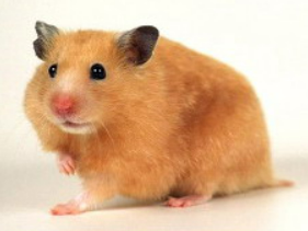 国内首家！IPHASE金黄地鼠肠微粒体助力药物代谢研究