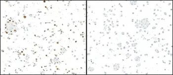 Rabbit anti-GFP Recombinant Monoclonal Antibody