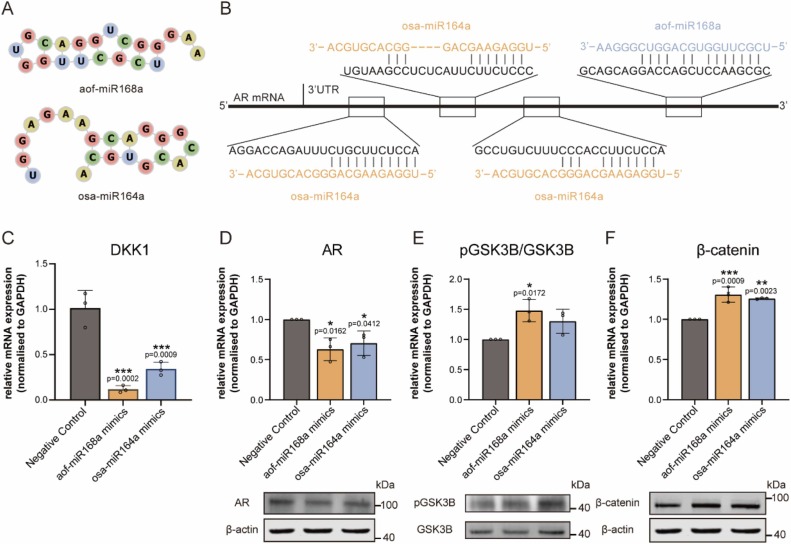 双荧光素酶实验