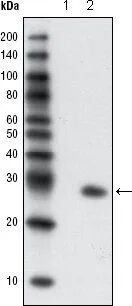 GFP Tag Antibody